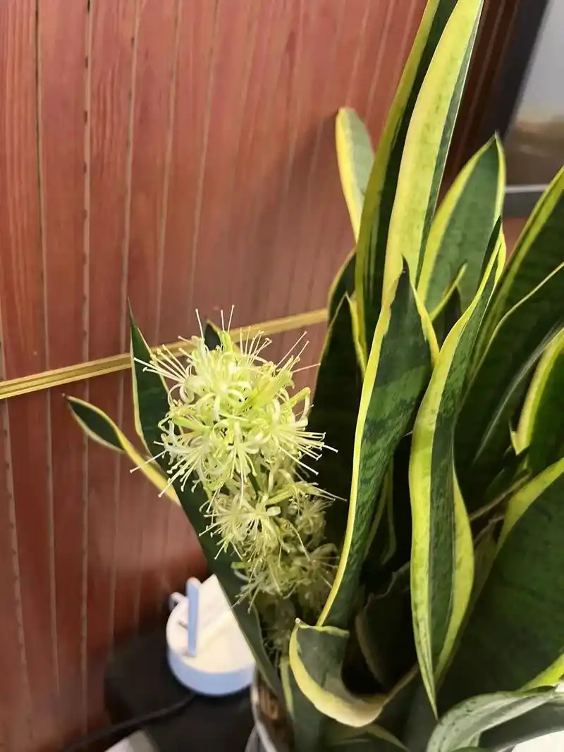 自己养的金边虎皮兰开花了在风水学上它本身就寓意着发财能带来财运这