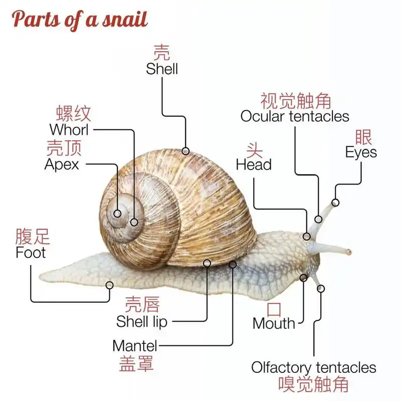 一只蜗牛96的组成部分 96蜗牛,是对所有的陆生螺类的一个总称,在