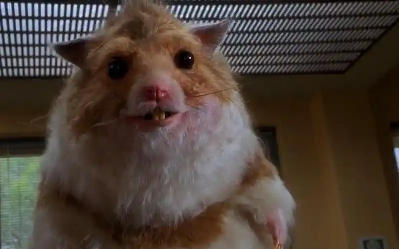 5米高的变异老鼠,疯狂攻击人类,差点摧毁美国