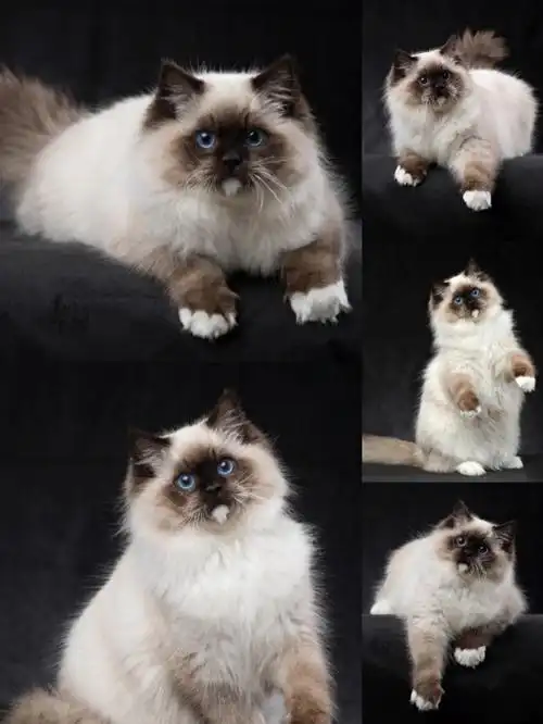 866布偶系列重点色布偶猫