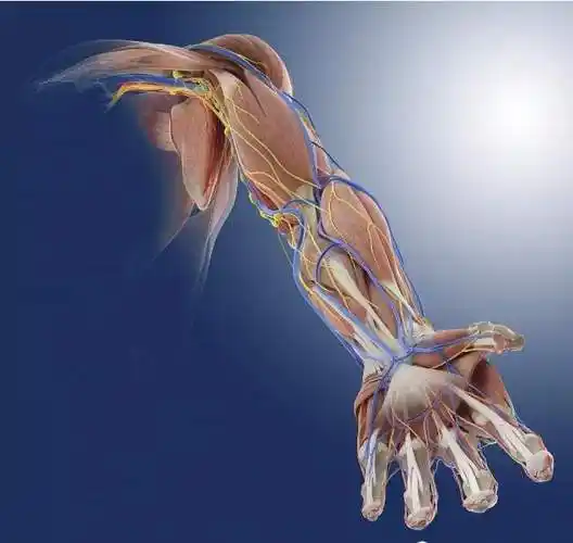 神经损伤恢复需具备的条件知道吗?不知神经损伤能恢复就怪了_成都顾连