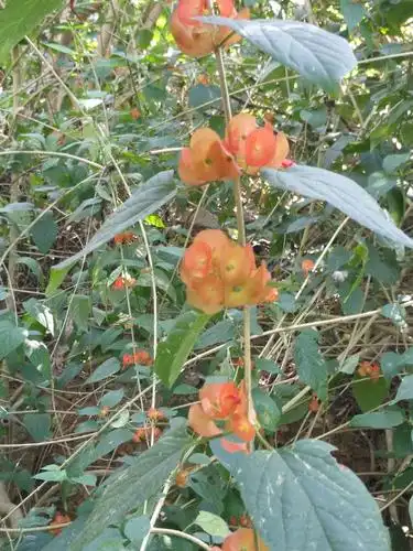 串串朴树花,橘红在山崖,芬芳沁馥郁,绘成水墨画.