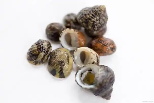 "自家捞海螺食后险些送命,中毒女子警示大家谨慎避免割香螺食用"