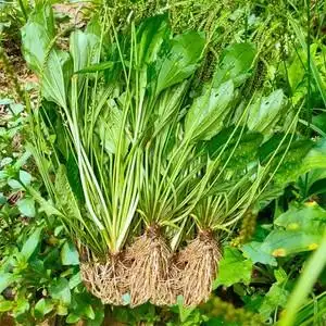 贵州深山蛤蟆菜新鲜野生车前草农家现采发整颗带根食用车前子包邮
