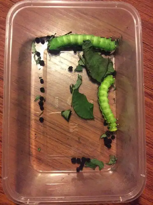 觉的相册-绿尾大蚕蛾饲养记