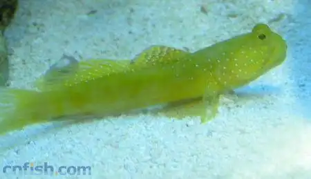 有没有一种淡水虾虎全身金黄色,头部及背鳍有白点?