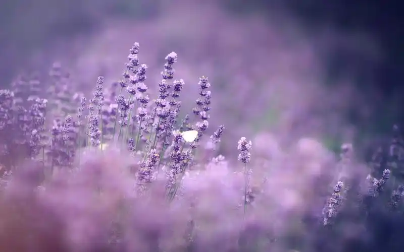 紫色浪漫薰衣草高清桌面壁纸