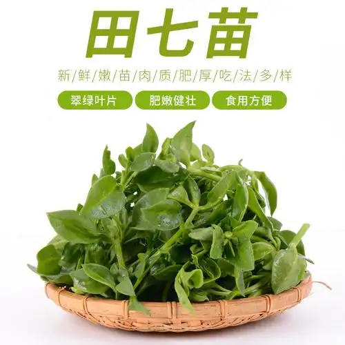 新鲜蔬菜田七苗田七叶子食用蔬菜田七野菜素食餐厅酒店特色食材
