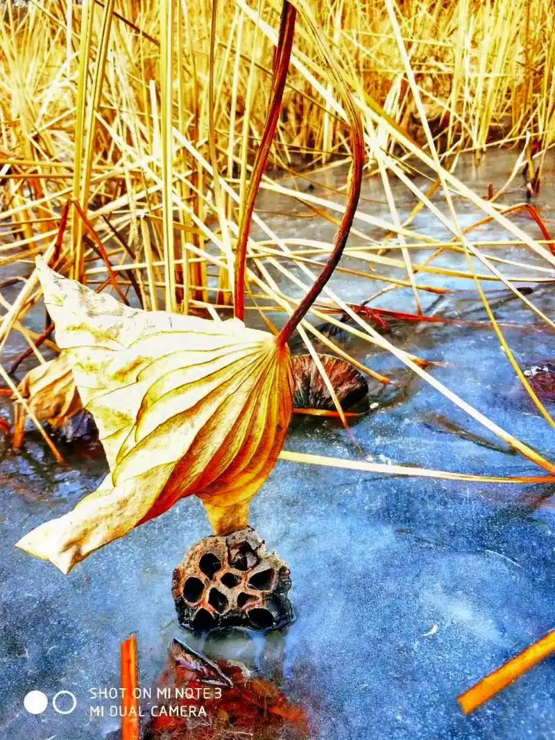 《残荷图》 枯萎荷叶卷曲调 蓬莲无子孔创伤 茎干黄瘪挺耸立  - 抖音