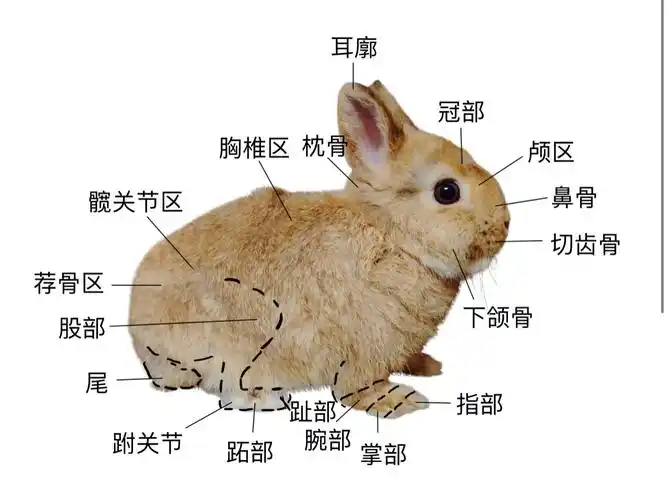 兔兔解剖结构