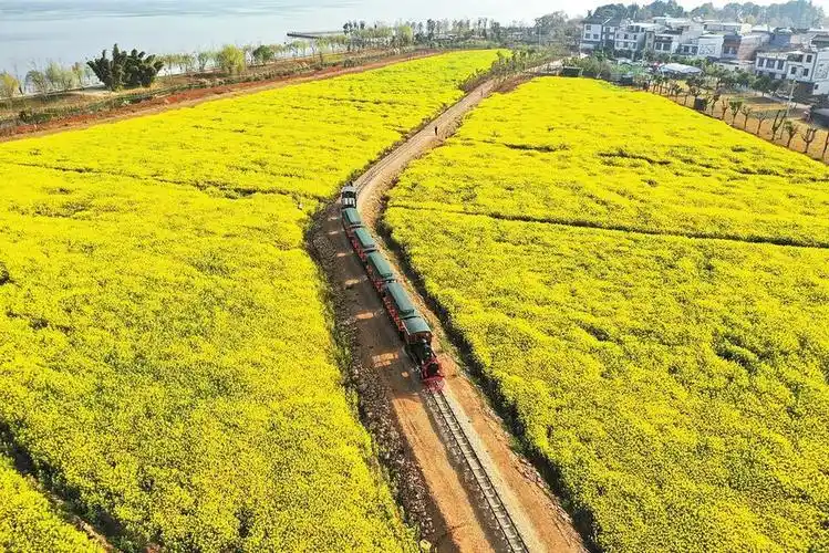 玉溪江川坐上小火车穿行油菜花海