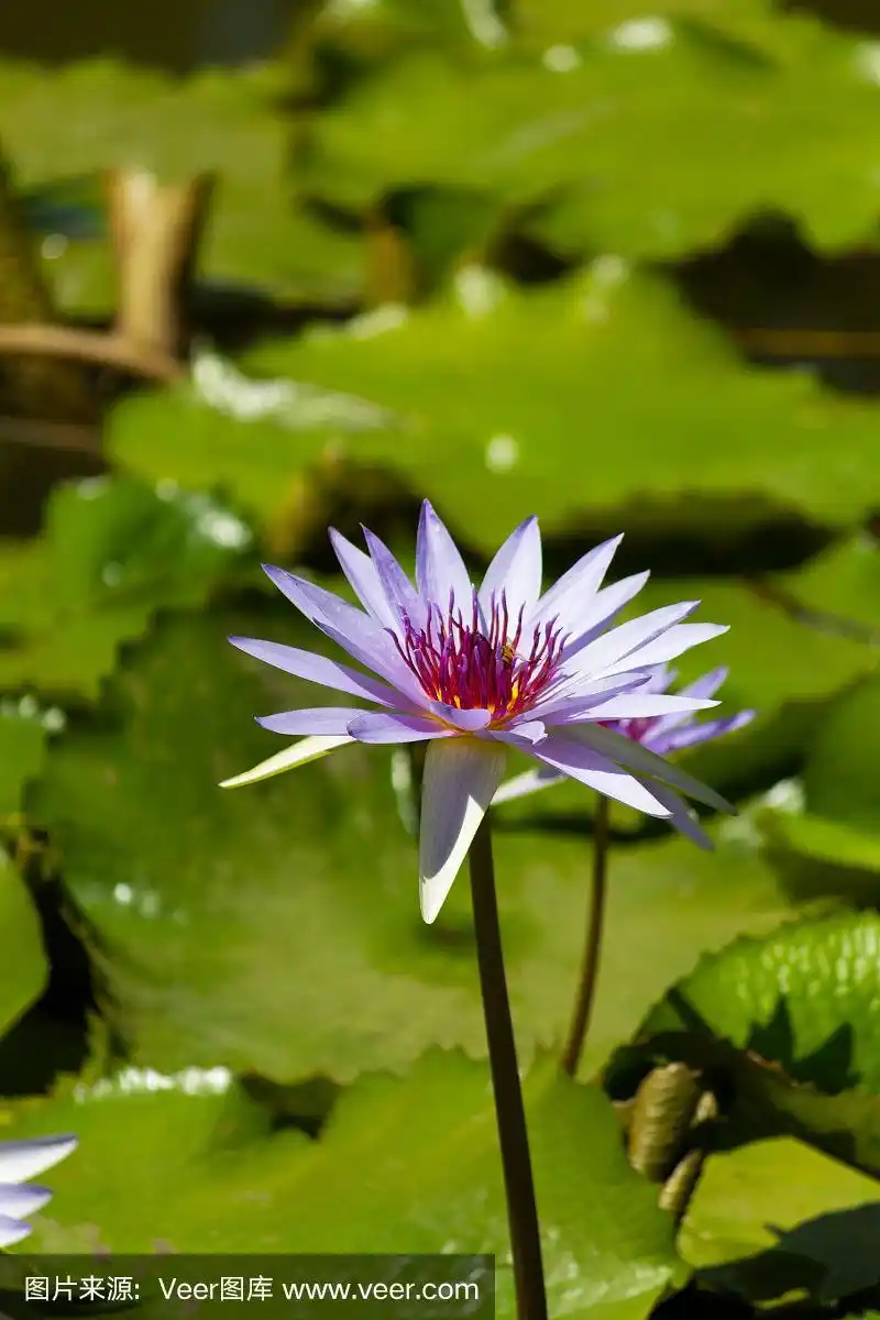荷花,白色,池塘,小的,佛教
