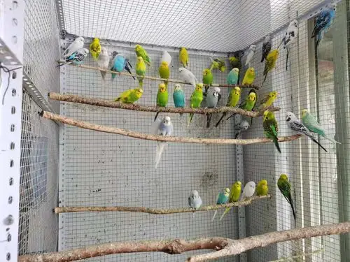 出售混血欧血大头鹦鹉