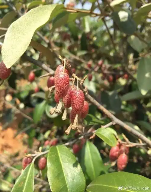 随便果的功效与作用_风流果的功效与作用_合欢果的功效与作用