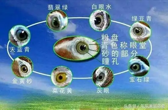 【画眉鸟头型图片】原毛季到了,您知道挑选原毛画眉鸟有什么细节吗?