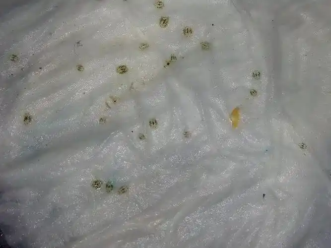 这是鱼身上长得什么寄生虫.