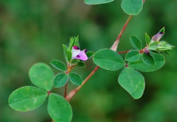 为豆科鸡眼草属植物鸡眼草和竖毛鸡眼草的干燥全草,又称为三叶人字草