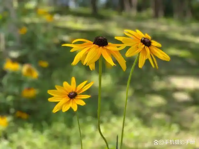 下图中则只有主体的花朵是清晰的,这就属于小景深了.