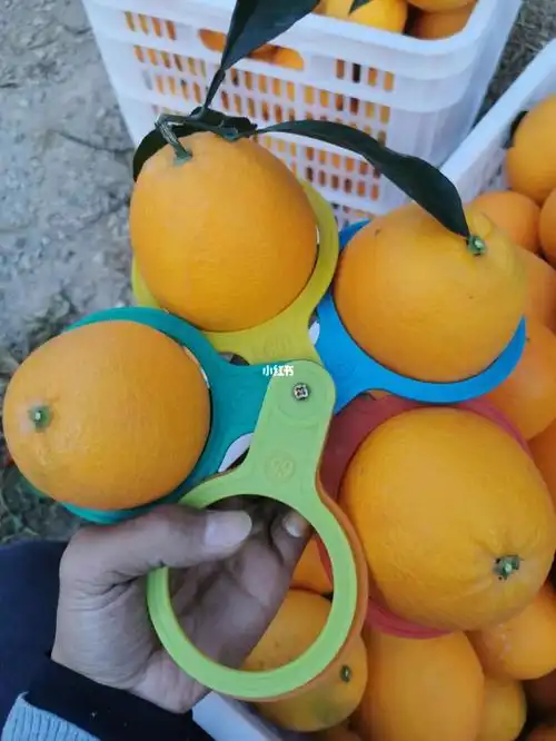 直观认识一下果径大小: 60-90mm.赣南脐橙