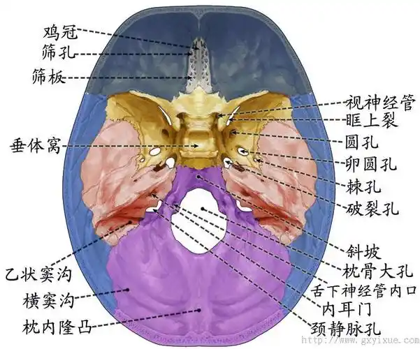 解剖生理学网络多媒体课程