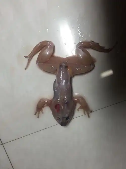 观察青蛙并制作骨骼标本—中雅培粹1606 12 李馨玥