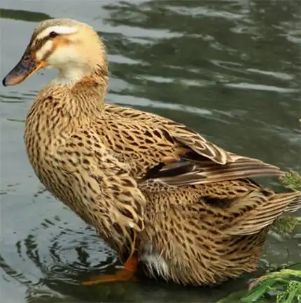 贵州·散养土麻鸭