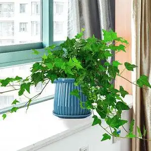 常春藤盆栽家庭办公室内花卉垂吊兰爬藤植物长青藤净化空气土养