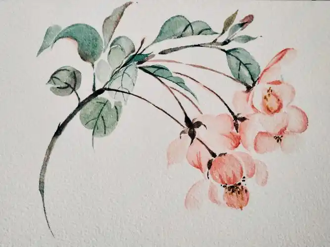 水彩治愈‖海棠