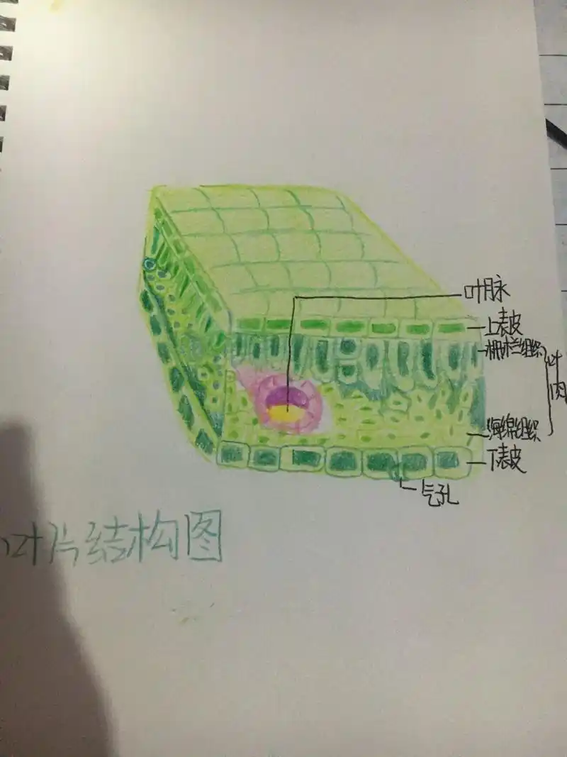 都要好好复习生物哦!叶片结构图 大家一定要准备好地生会考啊