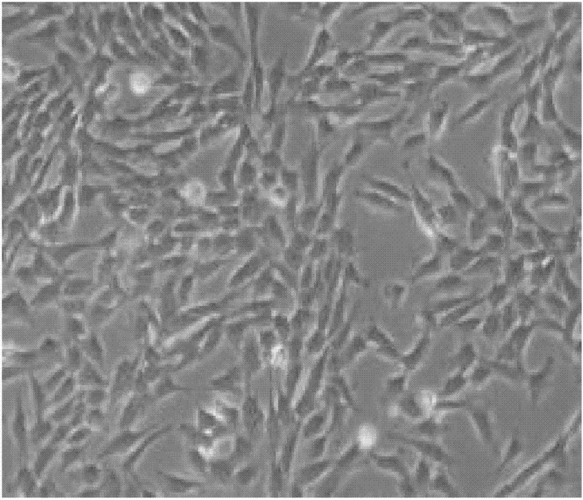 mscs来源的雪旺细胞的制备方法及试剂盒技术