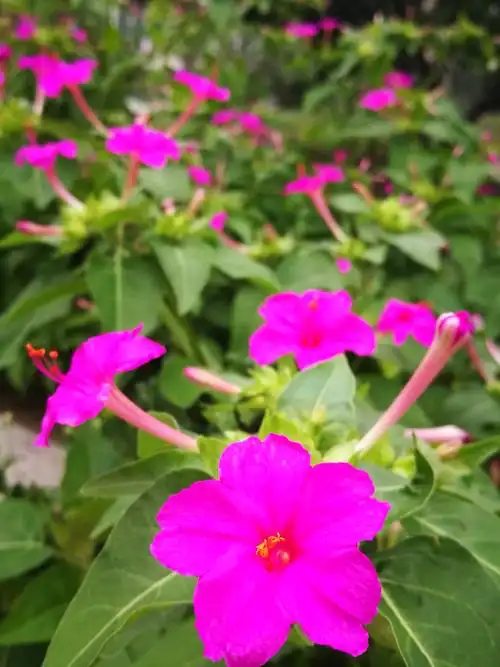 平凡而美丽的地雷花