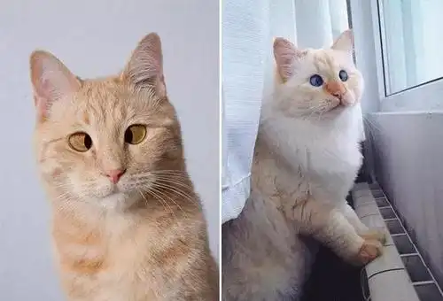 看完这些对眼儿的喵星人感觉自己也对眼儿了