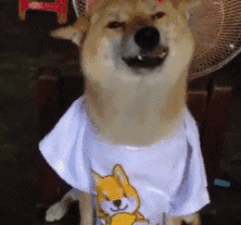 柴犬gif表情包哦哈哈哈