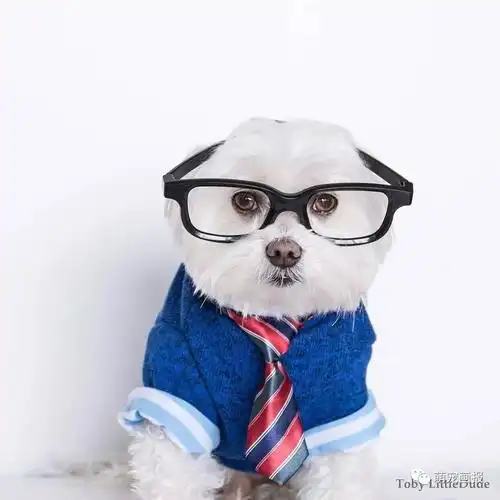 戴着黑框眼镜的狗狗toby,是不是显得很有学问