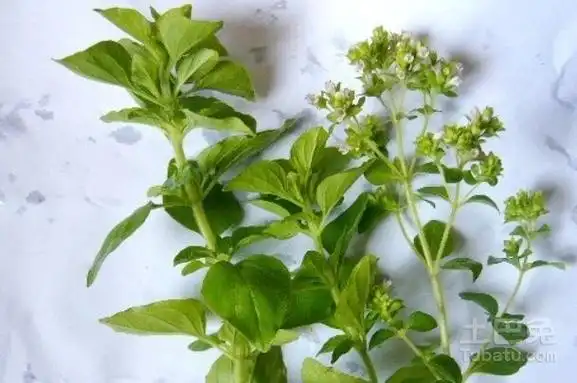 牛至副作用有哪些如何正确使用牛至