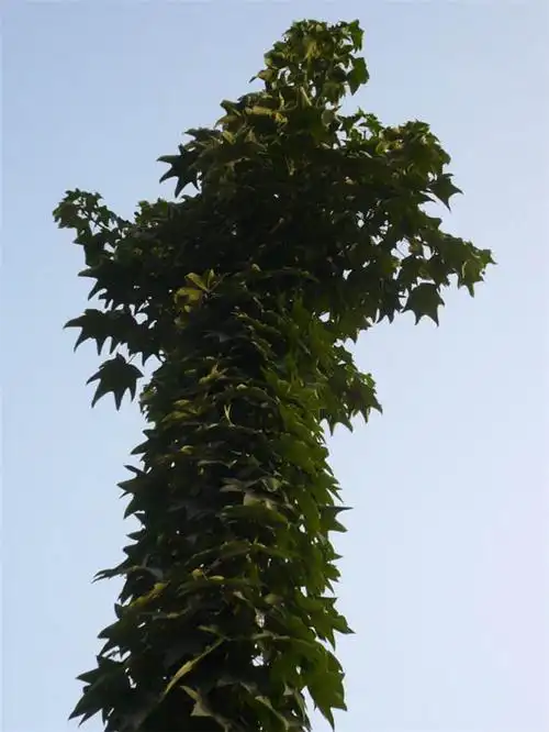 刺楸主干和树枝都长满了刺,并且它的刺很大,就像钉子一样,如果你能