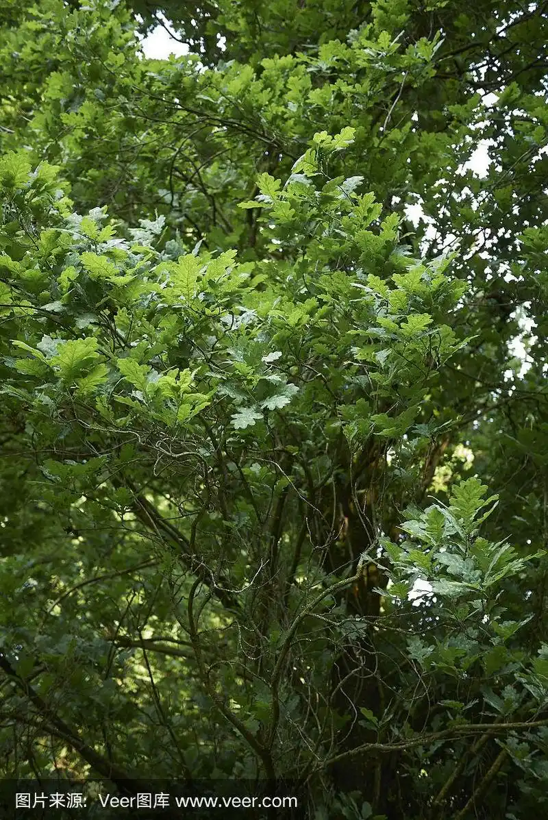 欧洲山毛榉,英格兰橡树,自然,季节,清新