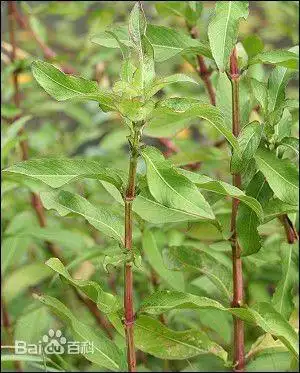 床科 acanthaceae,水蓑衣属hygrophila 具有清热解毒,散瘀消肿之功效