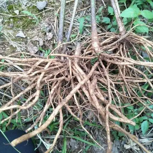 华泽兰别名多须公,农村人常称为解毒草,常用于跌打损伤毒蛇咬伤