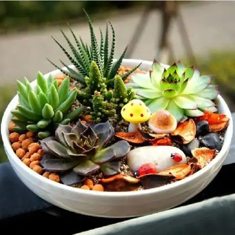 多肉植物 景天科姬星美人 防辐射办公桌面迷你创意盆栽吸甲醛包邮