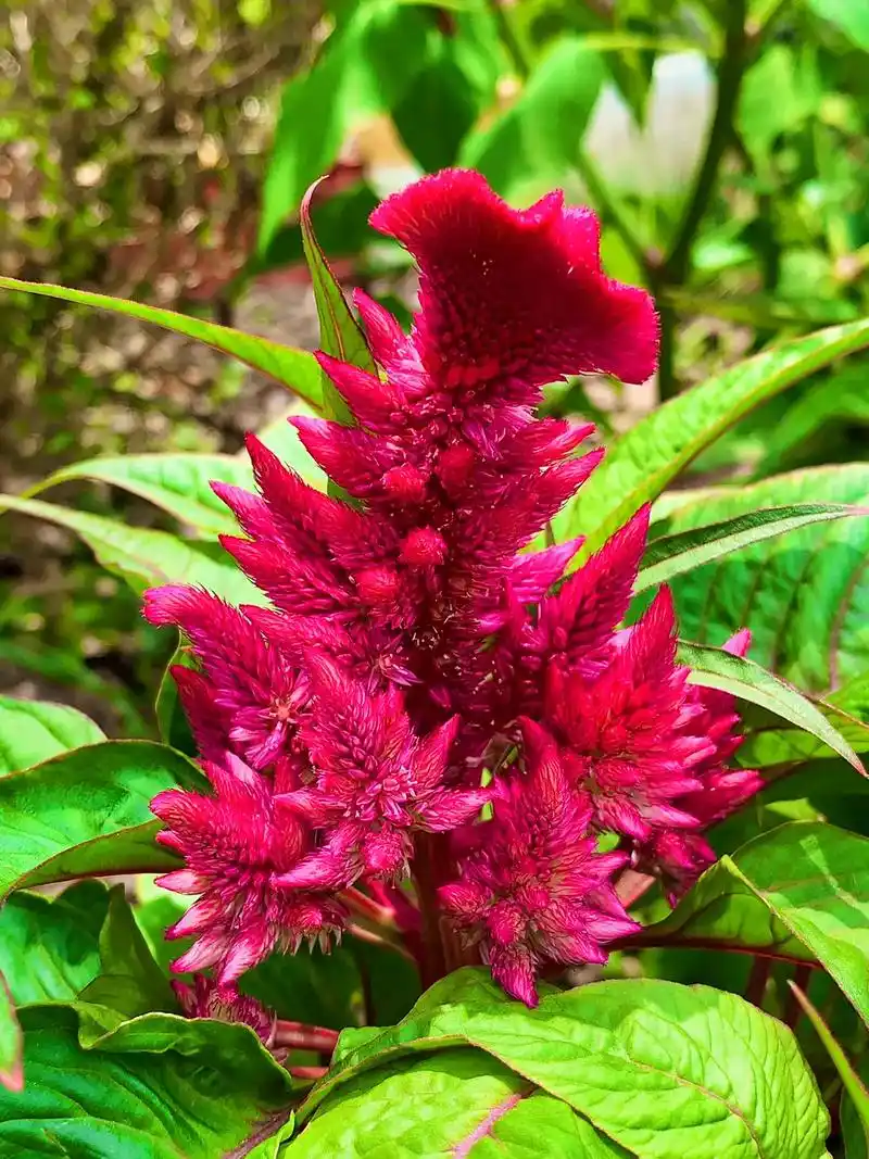 鸡冠花不仅颜色多彩,而且它的生命力也非常的顽强.#花花草草  - 抖音