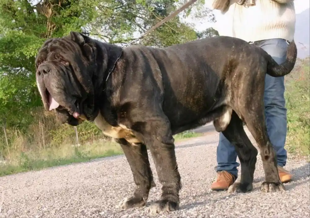 世界10大超大型猛犬,藏獒在它们面前像玩具,你见过最大的狗吗?