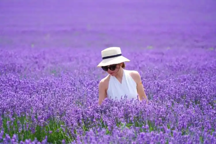 薰衣草  #一个人的旅行