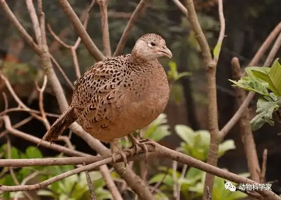 中华鸟类介绍野鸡