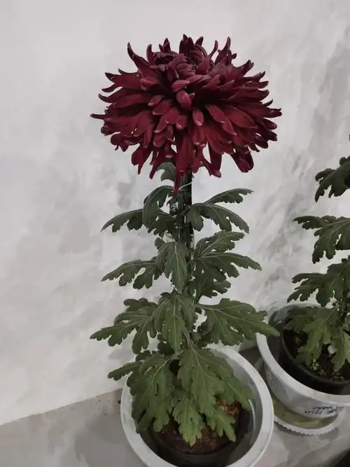 2019年11月2日,世界花卉大观园第十届菊花擂台赛落下帷幕.