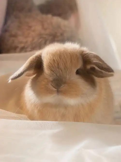 兔子  #可爱  #垂耳兔  #我家垂耳兔兔  #卑微铲屎官  #兔子日常查看