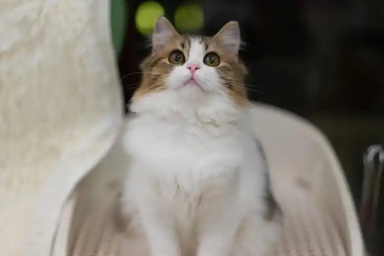 苏格兰高地长毛立耳棕虎斑加白