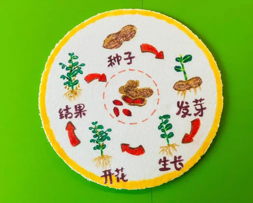 植物观察98～一棵花生06生长过程图