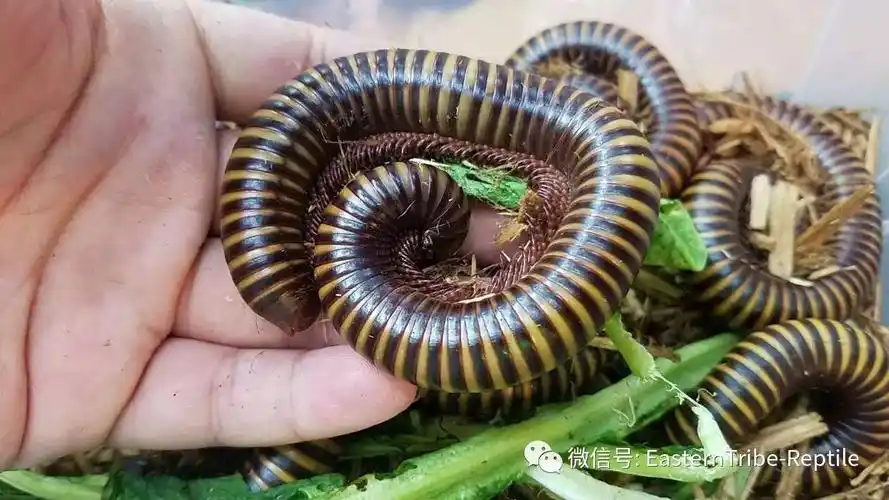 马陆(马陆幼虫)