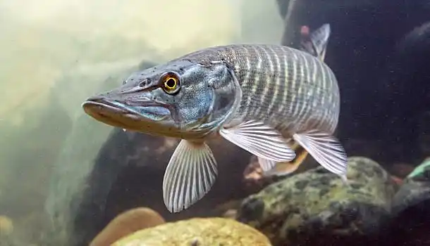 白斑狗鱼,航行,鱼,水塘,食肉动物,特写